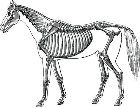 Horse Anatomy Skeleton