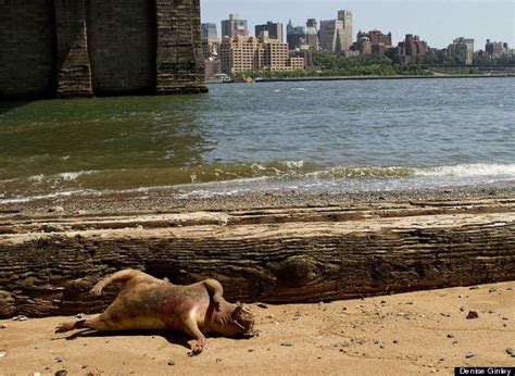 Manhattan Monster: Horrifying 'Beast' Washes Up On New York Shoreline (PICTURES)