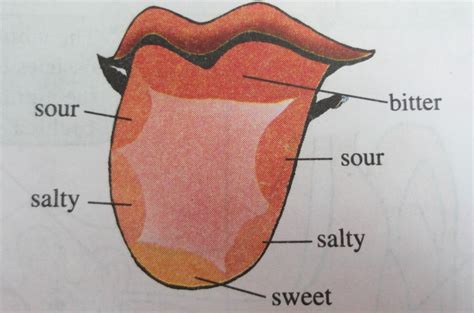 The World Through Our Senses: Sense of Taste