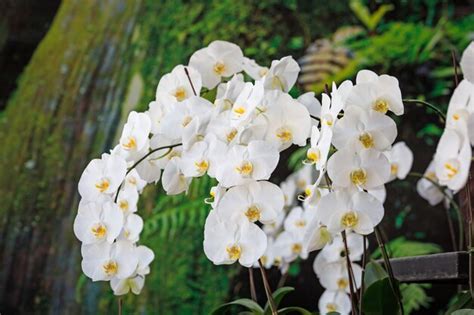 Premium Photo | White flowers at the florist shop