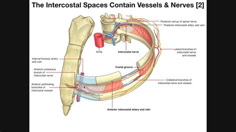 Intercostal Space Anatomy