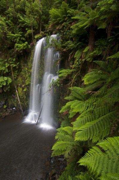 Great Otway National Park - Australian Geographic