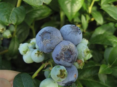 Botrytis Blight and Fruit Rot – Blueberry Field Guide