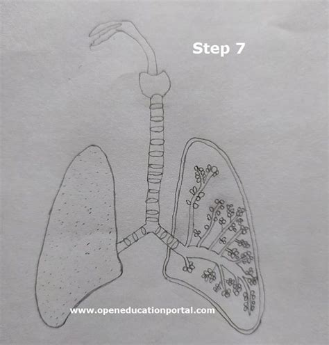 Respiratory System Drawing For Kids