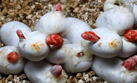 How to Incubate Corn Snake Eggs without an Incubator - Amado Pets