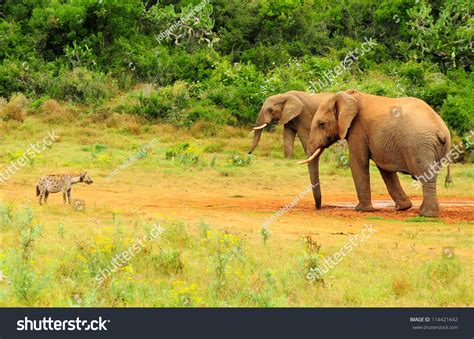 Elephant And Hyena Stock Photo 114421642 : Shutterstock