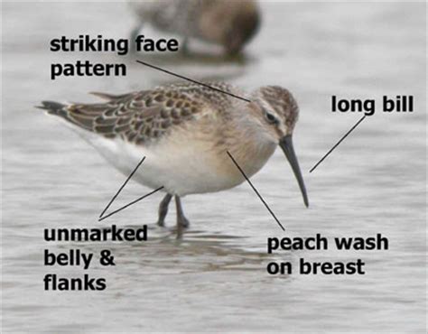 Getting to Grips with Curlew Sandpiper and Dunlin in autumn