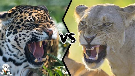 JAGUAR VS LIONESS - If They Fought, Who Would Win? - YouTube