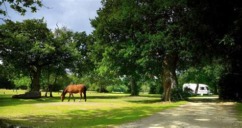 Ashurst Campsite - New Forest | Camping in the Forest