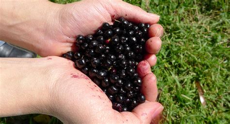 Maqui Berry: Under The Radar Antioxidant With Powerful Benefits