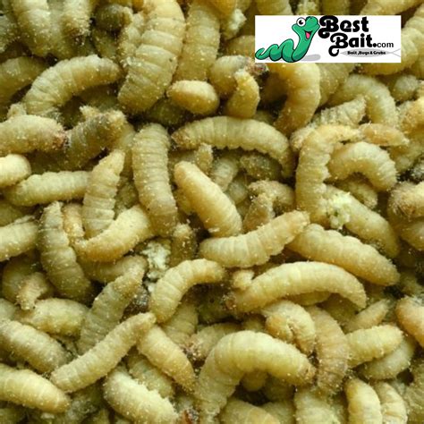 Waxworms, Waxies, Wax Worm, Galleria Mellonella - Bestbait.com