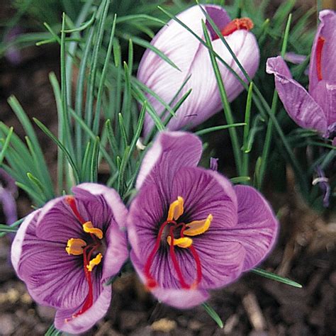 Saffron Crocus (3 bulbs) - The Diggers Club