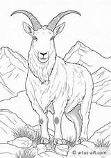 Mountain Goat Coloring Page » Free Download Artus Art sketch template