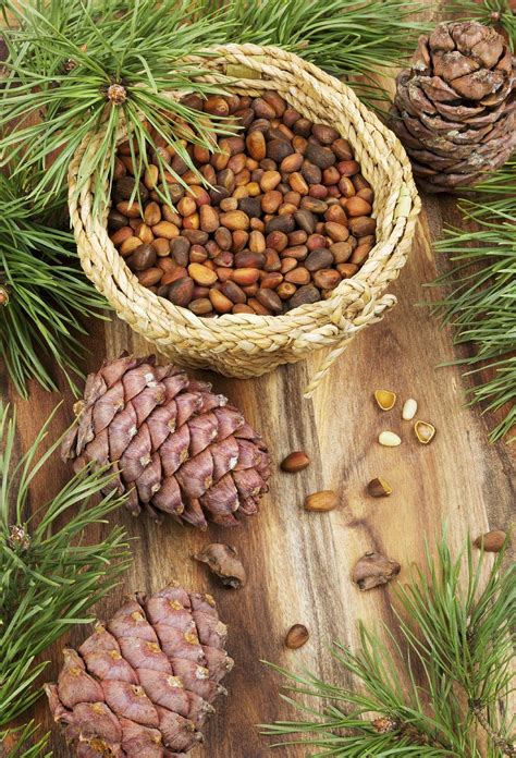 Where Do Pine Nuts Come From: Harvesting Pine Nuts From Pine Cones ...