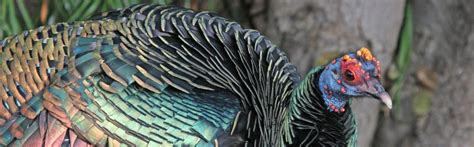 Ocellated Turkey – FaunaFocus