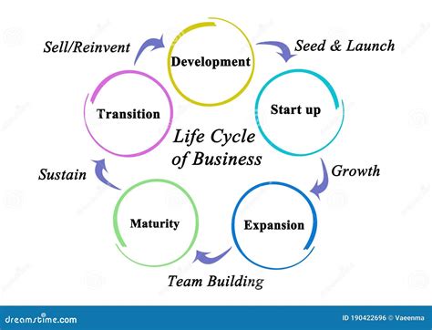 Stages Of Life Cycle