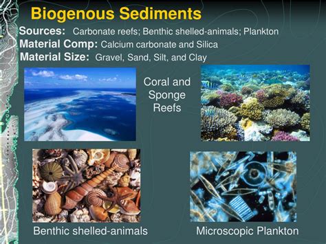 Biogenous : All About Marine sediments - Blog - Chemical substances ...