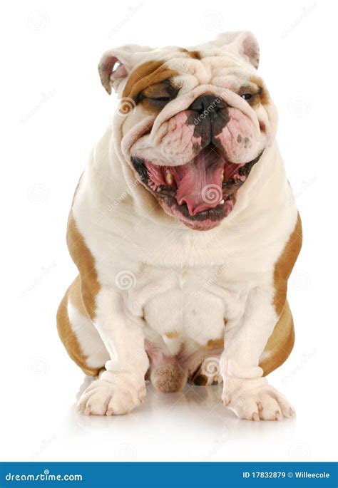 Dog Laughing Royalty Free Stock Images - Image: 17832879