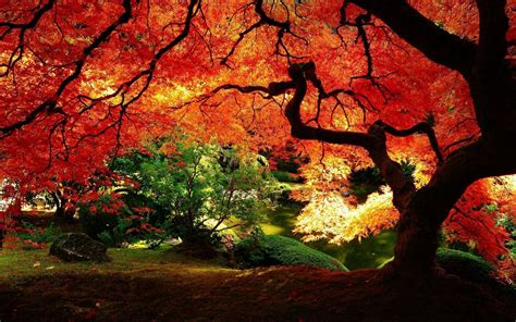 Beautiful Tree Wallpapers - Wallpaper Cave