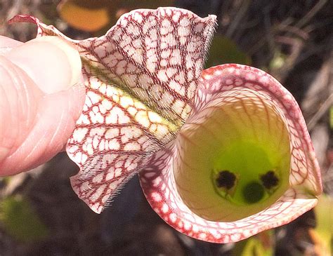 Pitcher Plant photos in Pt. Washington State Forest, FL