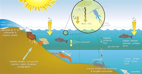 Gambar Ekosistem Air Laut – Sinau