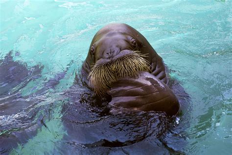 Fall In Love With Two Adorable Walruses At The Vancouver Aquarium