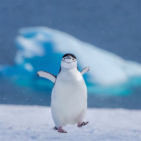 iceberg - Animal Stock Photos - Kimballstock