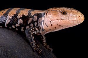 13 Blue Tongue Skink Morphs You're Going To Love - SnakeTracks.com