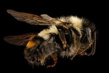 Rusty Patched Bumble Bee Free Stock Photo - Public Domain Pictures