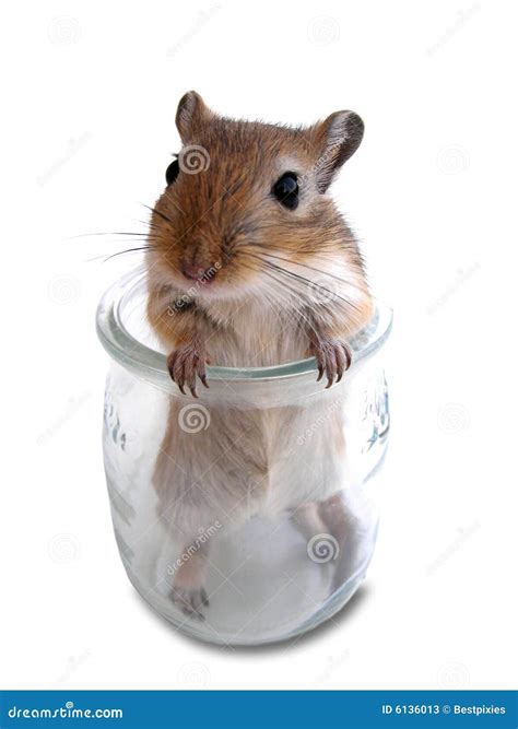 Gerbil mouse 2 stock image. Image of rodent, mice, little - 6136013