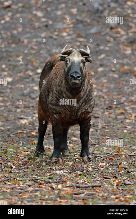 Mishmi takin, Budorcas taxicolor taxicolor, goat-antelope from Asia. Big animal in the nature ...