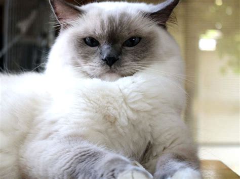 Galería de imágenes: Raza de gatos ragdoll