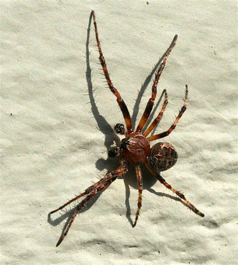 Male Orb Weaver - Larinioides patagiatus - BugGuide.Net