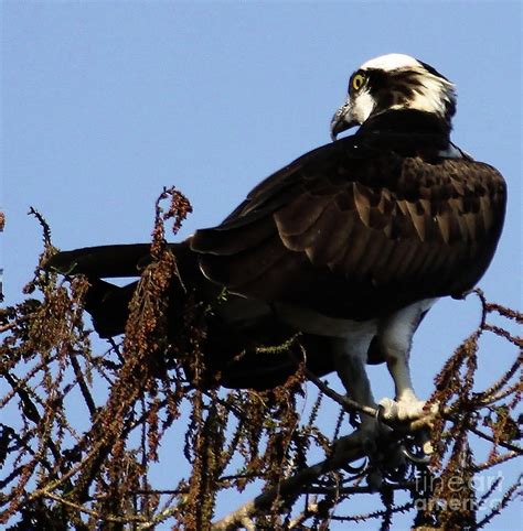 Osprey, Fish Hawk or River Hawk was Born To Fish Photograph by Philip And Robbie Bracco - Fine ...