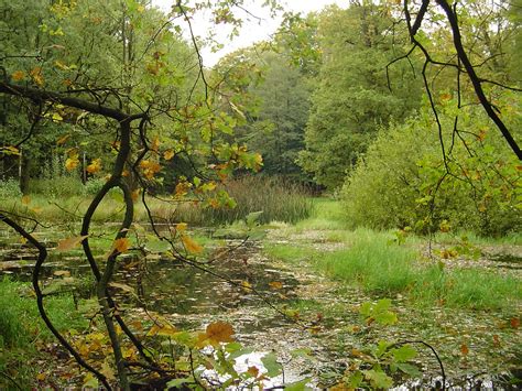 pond in autumn-forest | pond surrounded by green forest in t… | Flickr