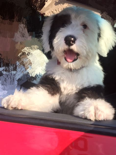 Pin by RCS on Old English Sheepdog | Pet parade, Fluffy dogs, Sheepadoodle puppy