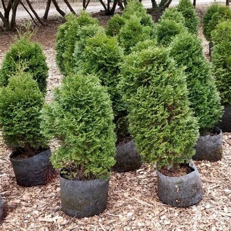 Thuja occidentalis 'Holmstrup' #3 (American Arborvitae) - Scioto Gardens Nursery