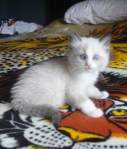 Seal Bicolor Male Ragdoll (SOLD) | Ragdoll Cats and kittens of Ragmeister