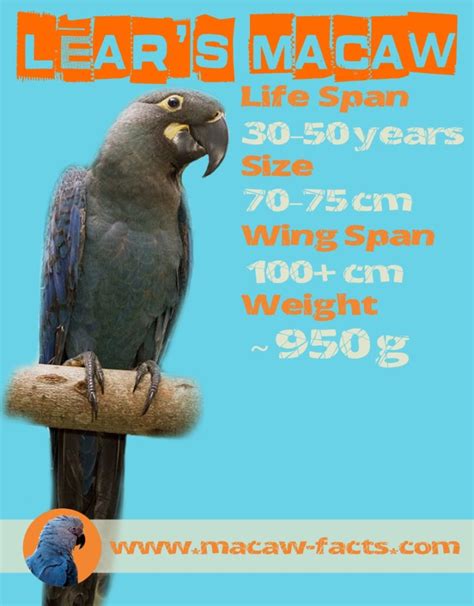 Lear’s Macaw – life span, size, weight, wing-span – Macaw Facts