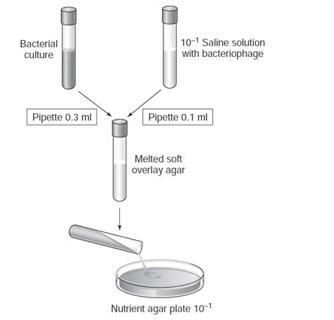 Bacteriophage Plaque Assay: Principle, Procedure, Results • Microbe Online