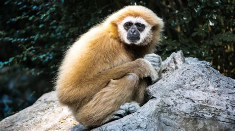 White-Handed Gibbon | Animals, Gibbon, Mammals