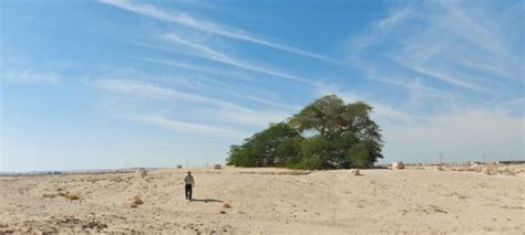 Tree of Life (Bahrain, travel, tourism) | Compass Travel Guide