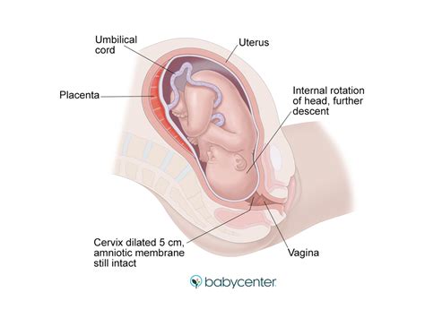 What are the stages of labor and birth? | BabyCenter