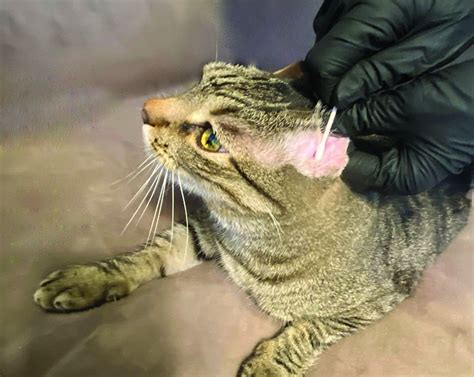 Signs Of Ear Mites In Cats | vlr.eng.br