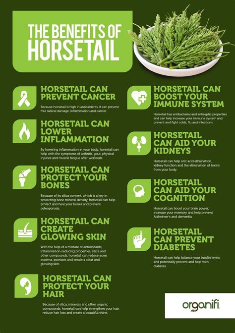 9 Horsetail Benefits You Need To Know About | Fruit health benefits, Health, Tomato nutrition