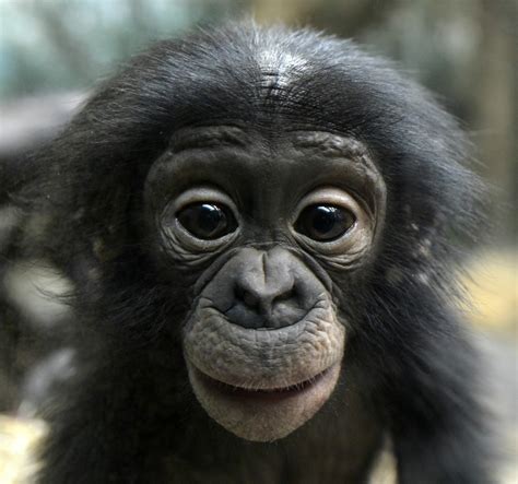 Pin by Martine Galopier on Cute animals | Bonobo, Baby animals, Animals