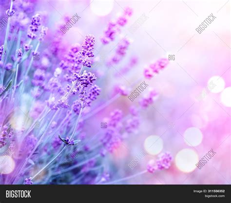 Lavender Flower Field Image & Photo (Free Trial) | Bigstock