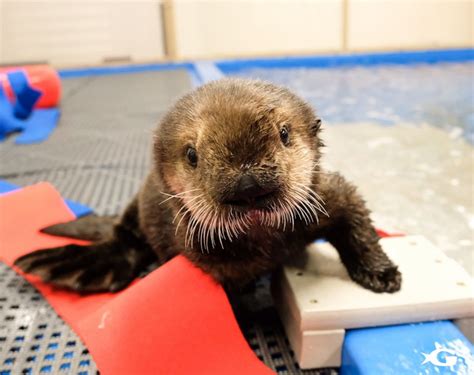 Two rescued baby sea otters find forever home at Georgia Aquarium - Good Morning America