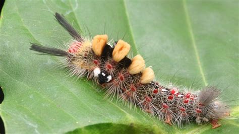 Rash-Causing Tussock Moth Caterpillars "Dropping Out of Trees"