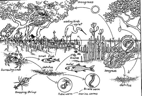 Food Chains and Webs - The Mangrove Ecosystem